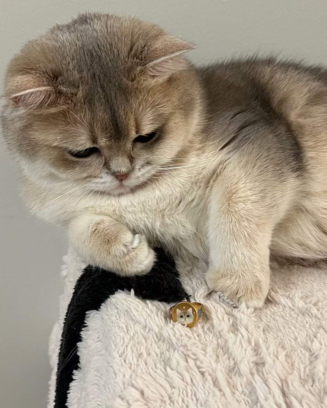 Custom cat ring as a tribute, created from a cat’s image to honor cherished memories.
