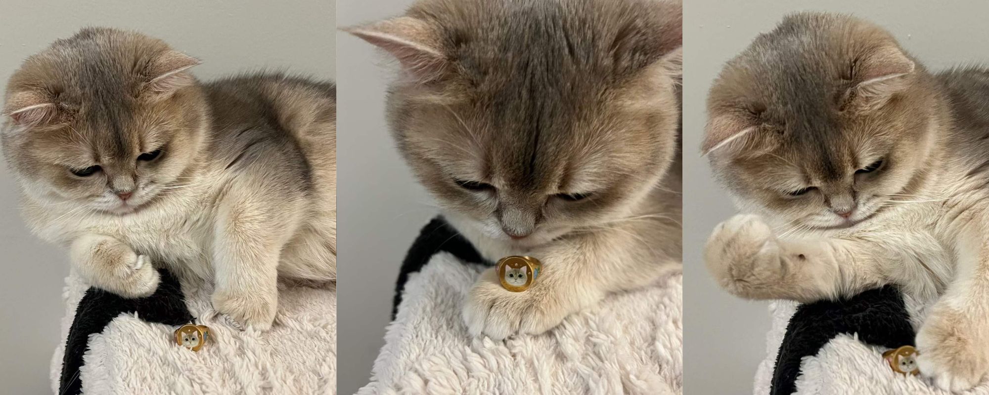 Cat gently touching a custom pet memorial ring, showcasing Missouly’s handcrafted jewelry for honoring pets.