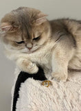 Load image into Gallery viewer, Cat sitting next to a gold cat diamond ring, featuring a hand-painted custom portrait and diamond accents
