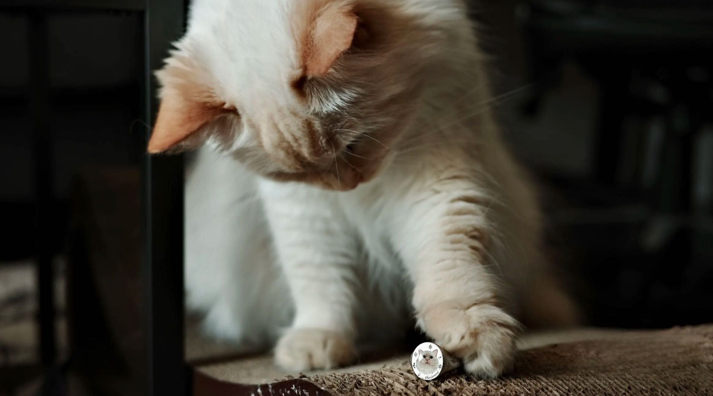 Image of a cat interacting with a custom pet memorial ring, symbolizing the bond between pet and owner.