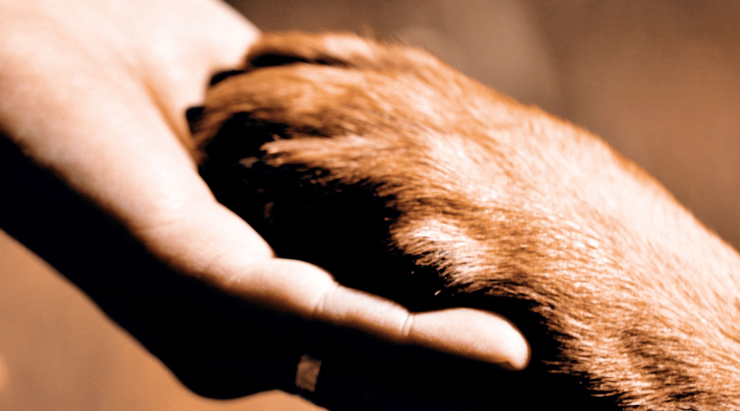 Pet owner gently holding a dog’s paw, symbolizing the lasting bond and comforting memory shared with beloved pets.